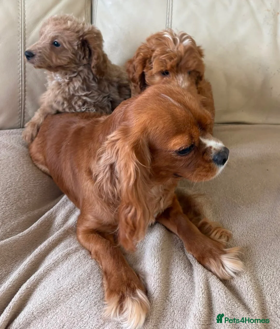 Cavapoo dogs for sale: Beautiful Cavapoo Puppy’s  - Advert 9