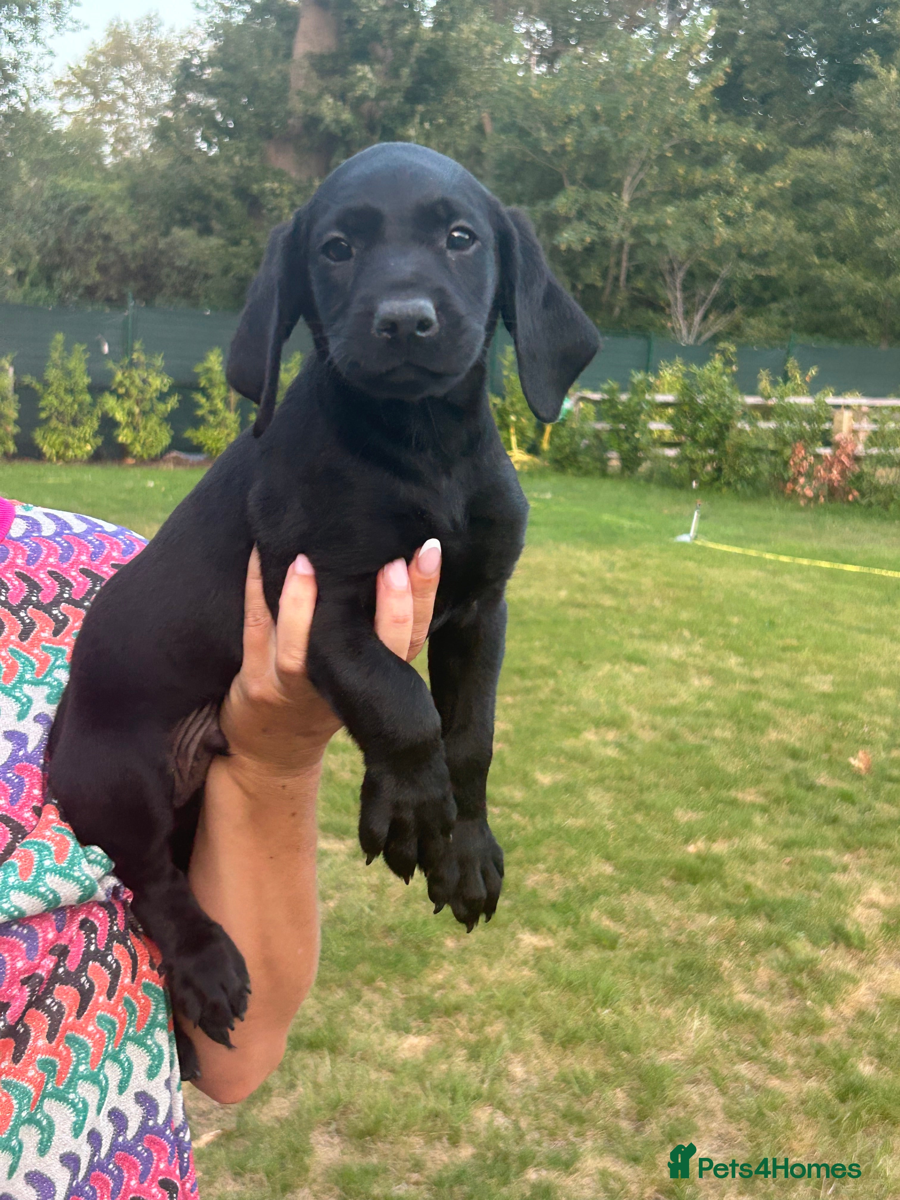 Labrador Retriever dogs Stunning litter  - Advert 2