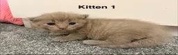 Ragdoll cats for sale: Ragdoll x British Shorthair blue kittens  - Advert 10