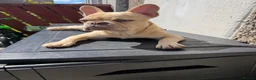 French Bulldog dogs for sale: 7month old french bulldog puppy in Aberdeen - Advert 12
