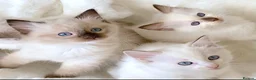 Ragdoll cats for sale: INDOOR PEDIGREE RAGDOLL KITTENS - Advert 10