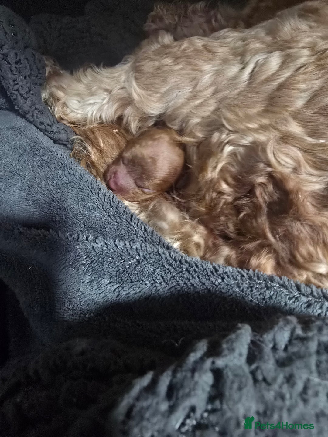 Cavapoo dogs for sale: Red F2B Cavapoo  - Image 5