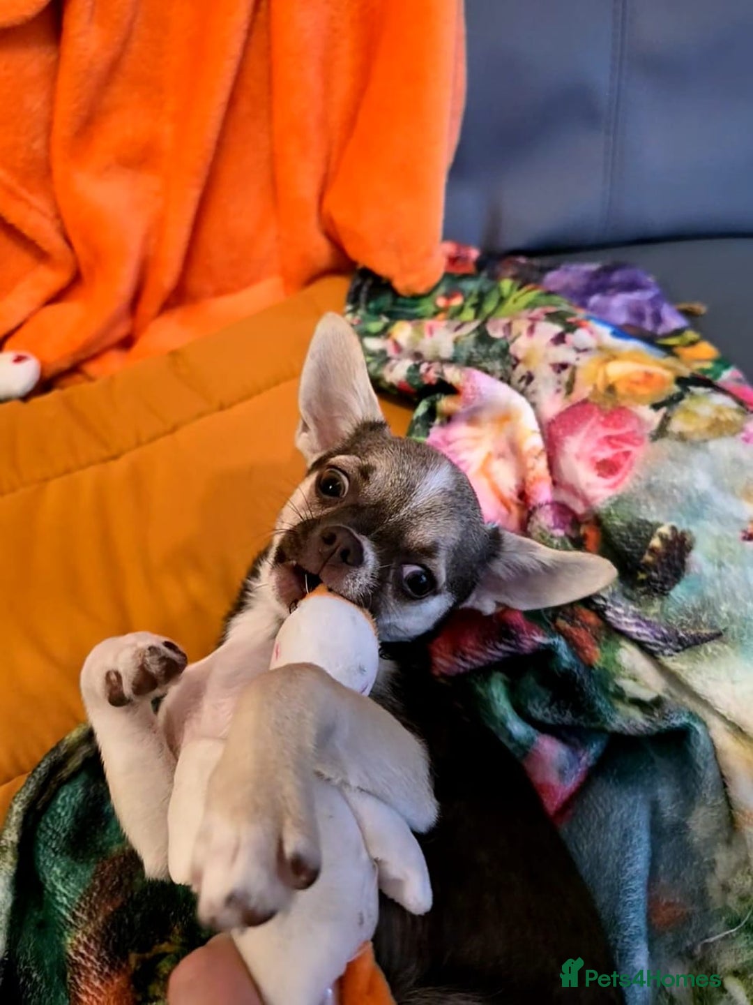 Chihuahua dogs for sale: Looking For Loving Family 🔥❤️ in Basildon - Image 9