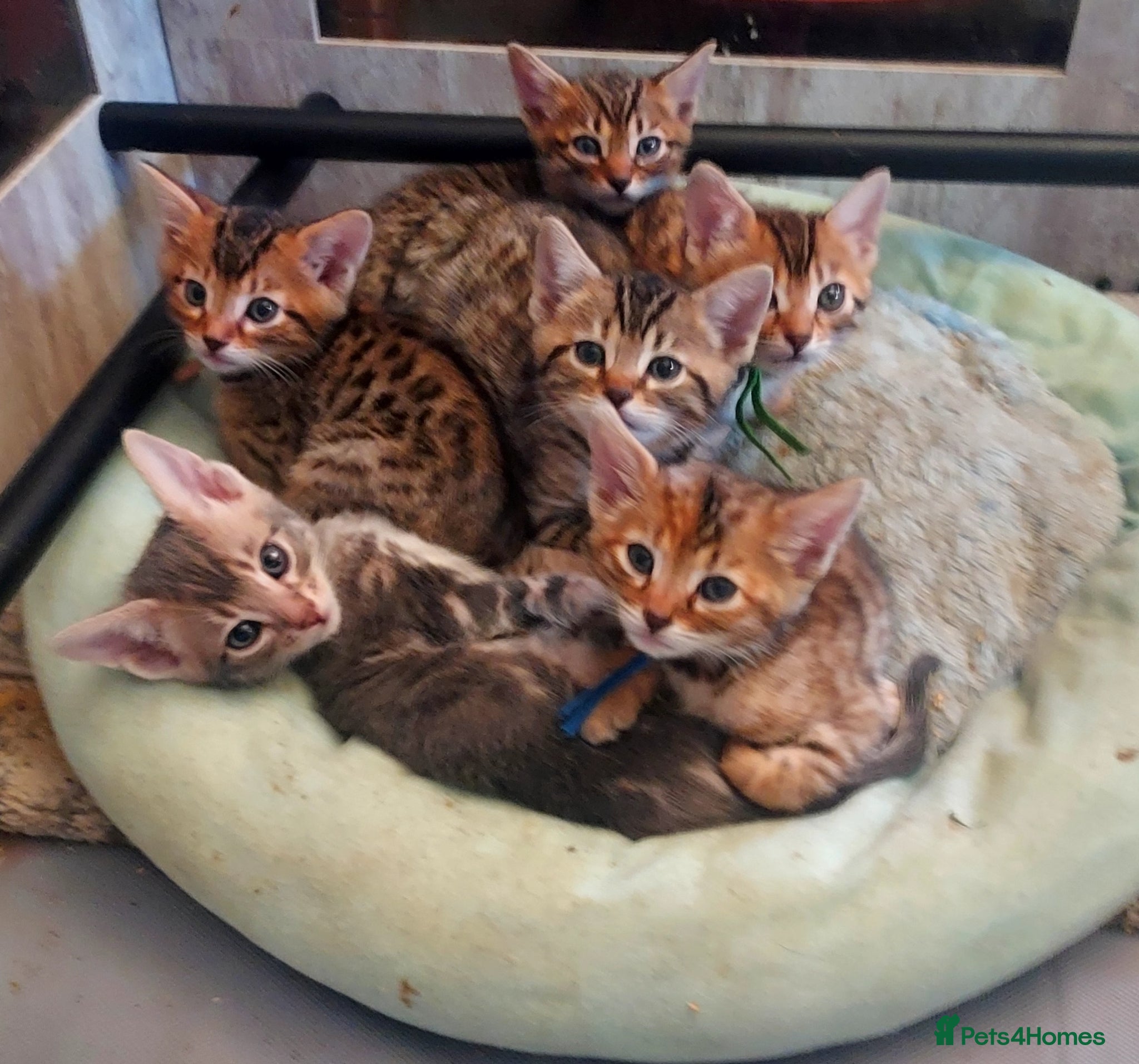 Mixed Breed cats Gingal kittens x 6 (GINger Tom x benGAL - Advert 3