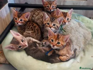 Mixed Breed cats Gingal kittens x 6 (GINger Tom x benGAL - Advert 5