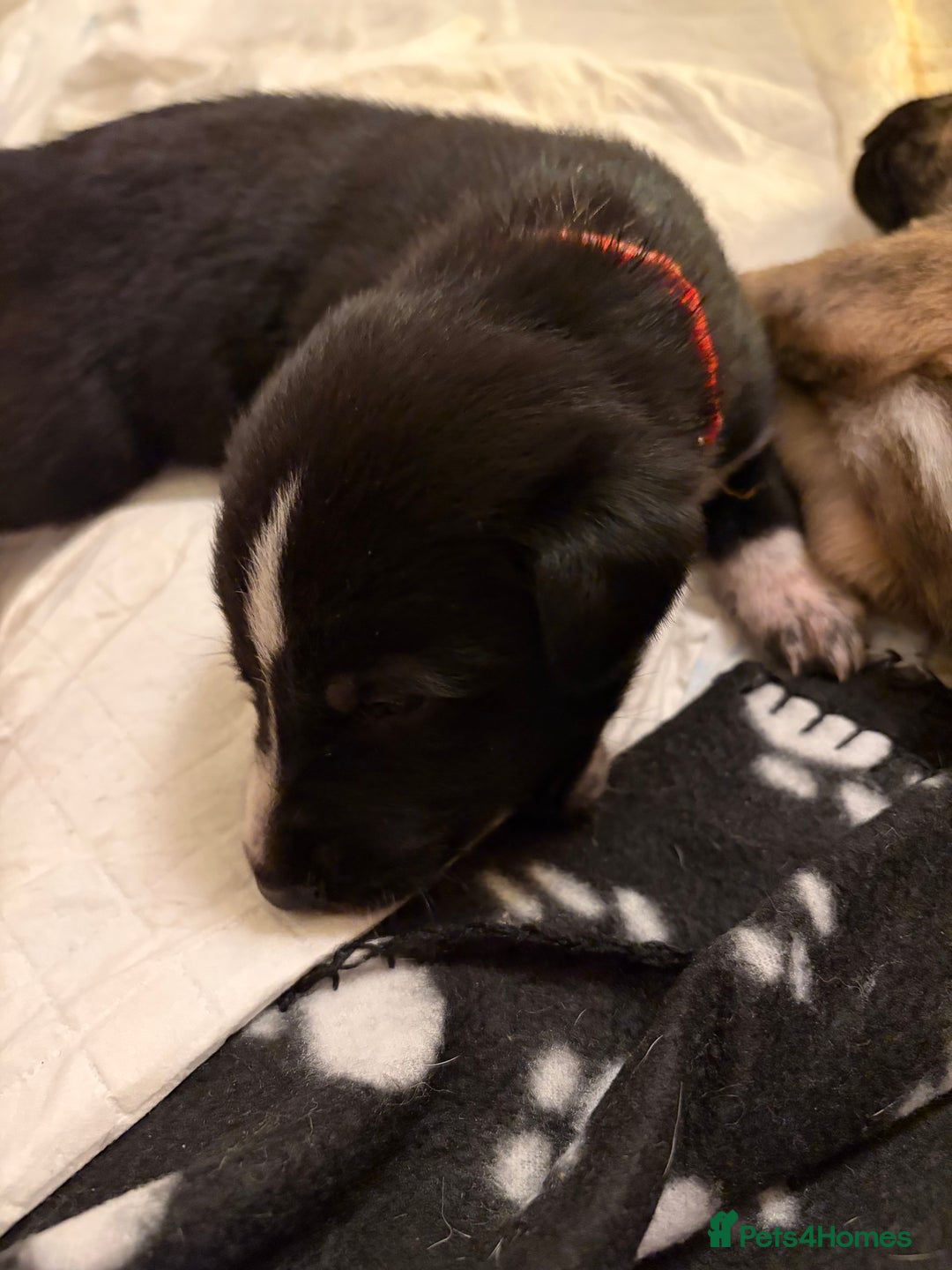 Mixed Breed dogs for sale: 8 beautiful pups for sale - Advert 9