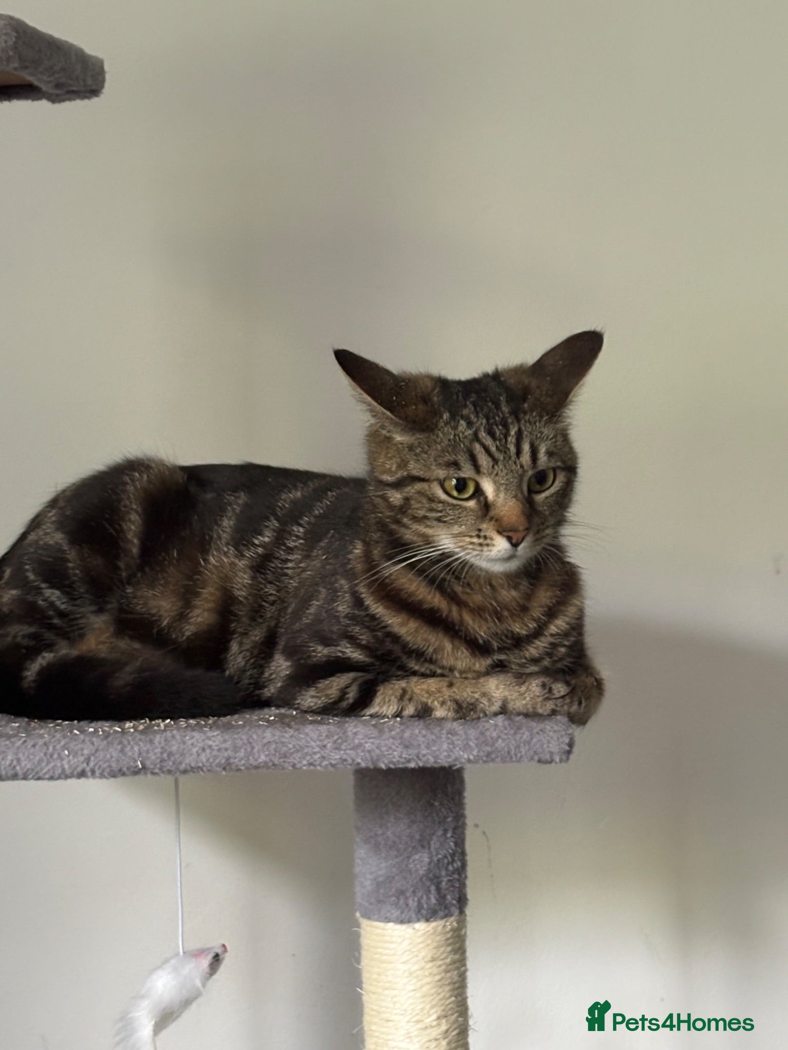 Mixed Breed cats Kittens (need give ASAP) - Advert 1