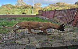 Belgian Shepherd Dog dogs for sale: Belgian Shepherd puppies - Advert 20