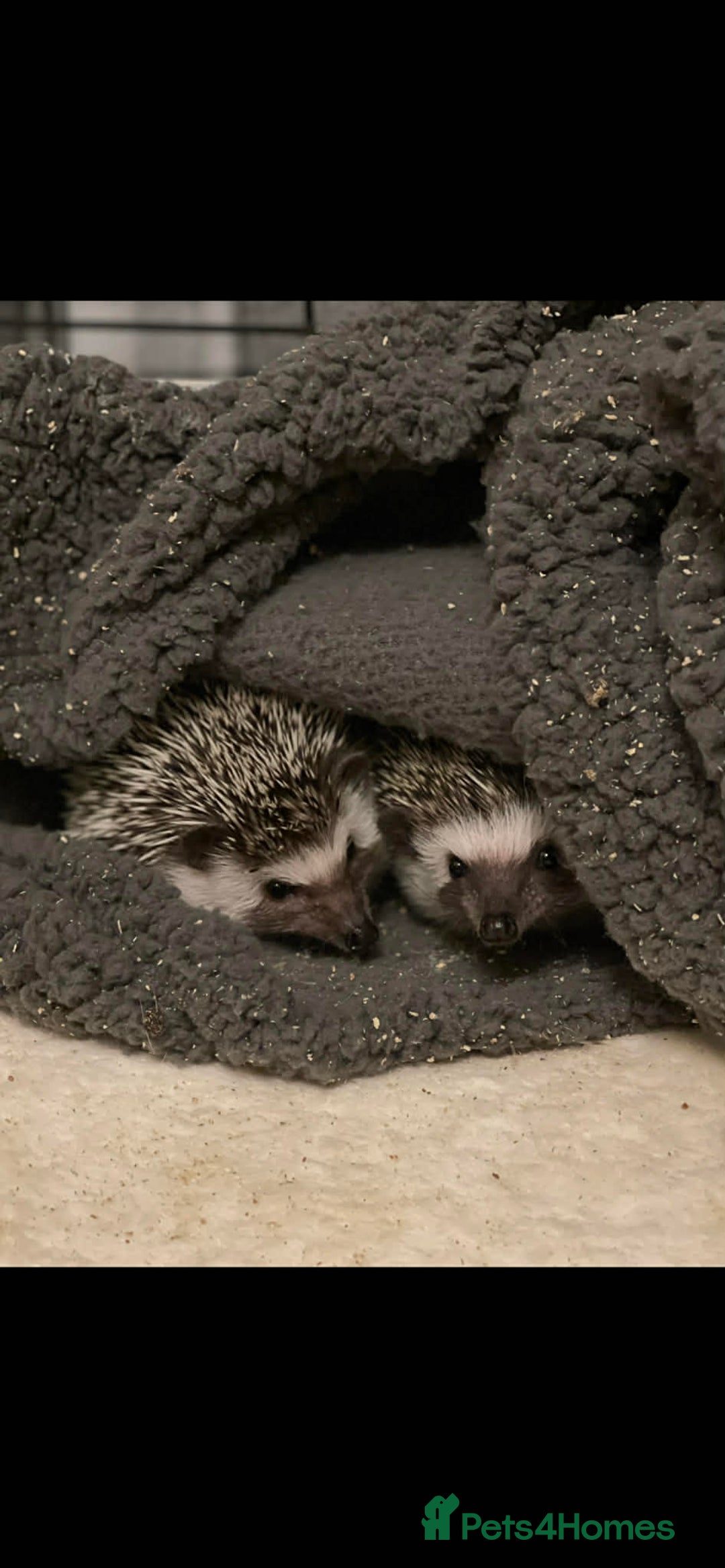 Pygmy Hedgehog rodents for sale: African Pygmy hedgehogs x2 with cage etc. - Advert 2