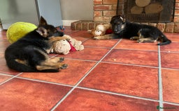 German Shepherd dogs for sale: 25 years experience  breeding German Shepherds - Image 30
