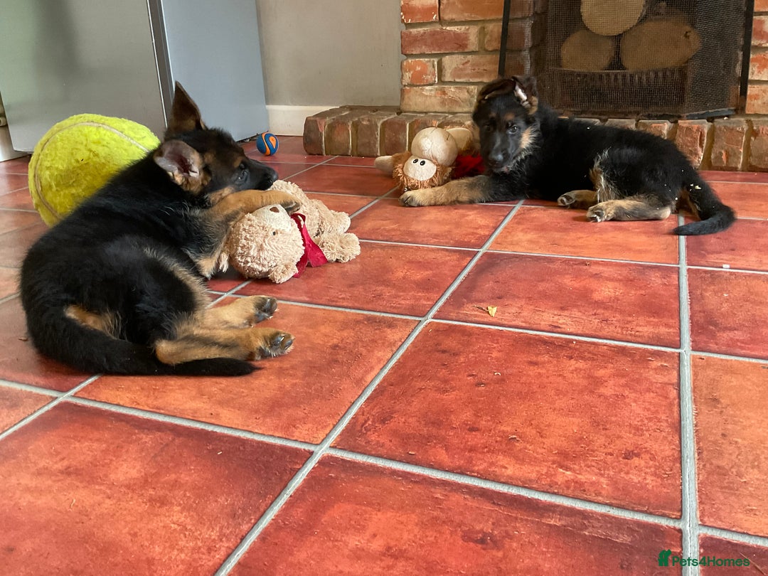 German Shepherd dogs for sale: 25 years experience  breeding German Shepherds - Image 30