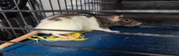 Rat rodents for sale: Pair of female rats in Whitehaven - Advert 3