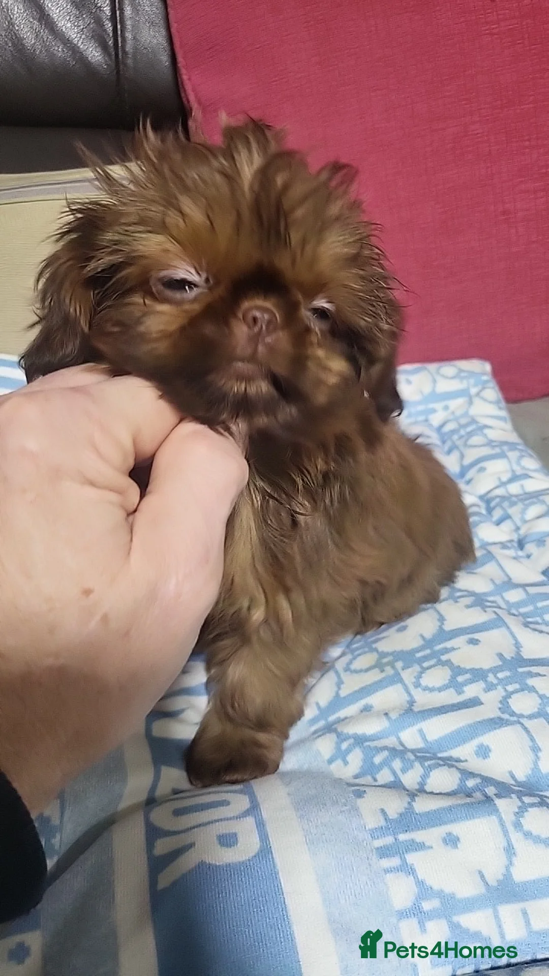 Shih Tzu dogs for sale: shih tzu imperial small girl & boy choc orange  - Advert 9