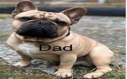 French Bulldog dogs for sale: Fawn French Bulldogs - Image 7