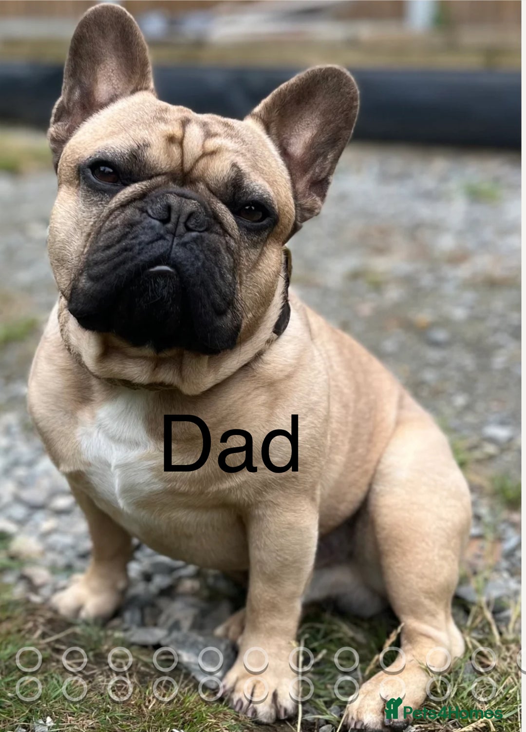 French Bulldog dogs for sale: Fawn French Bulldogs - Image 7