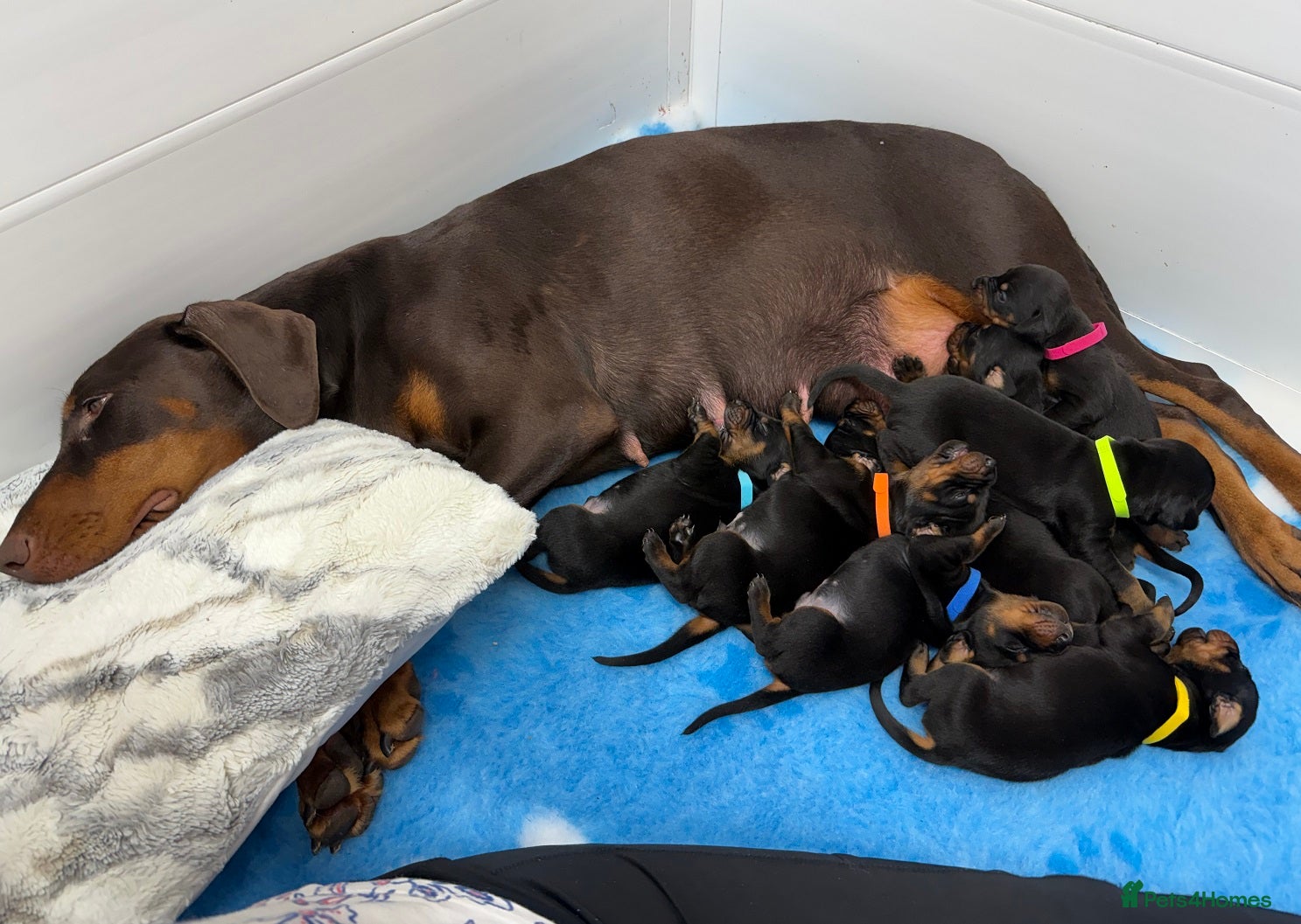Dobermann dogs Beautiful Strong PURE Dobermann puppies - Advert 1
