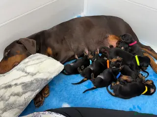 Dobermann dogs Beautiful Strong PURE Dobermann puppies - Advert 1