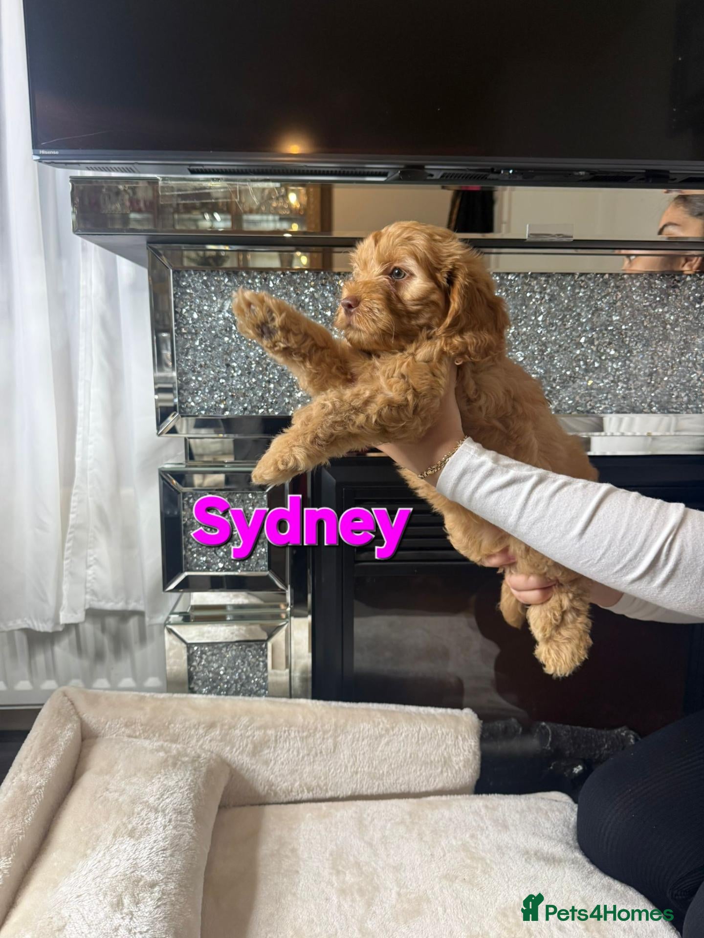 Cockapoo dogs READY NOW TO FIND HOMES  - Advert 5