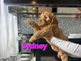 Cockapoo dogs READY NOW TO FIND HOMES - Advert 5