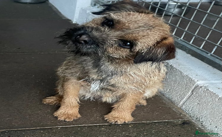 Border Terrier dogs - Advert 4