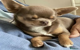 Chihuahua dogs for sale: Chihuahua Lilac & Tan Boy. - Image 2