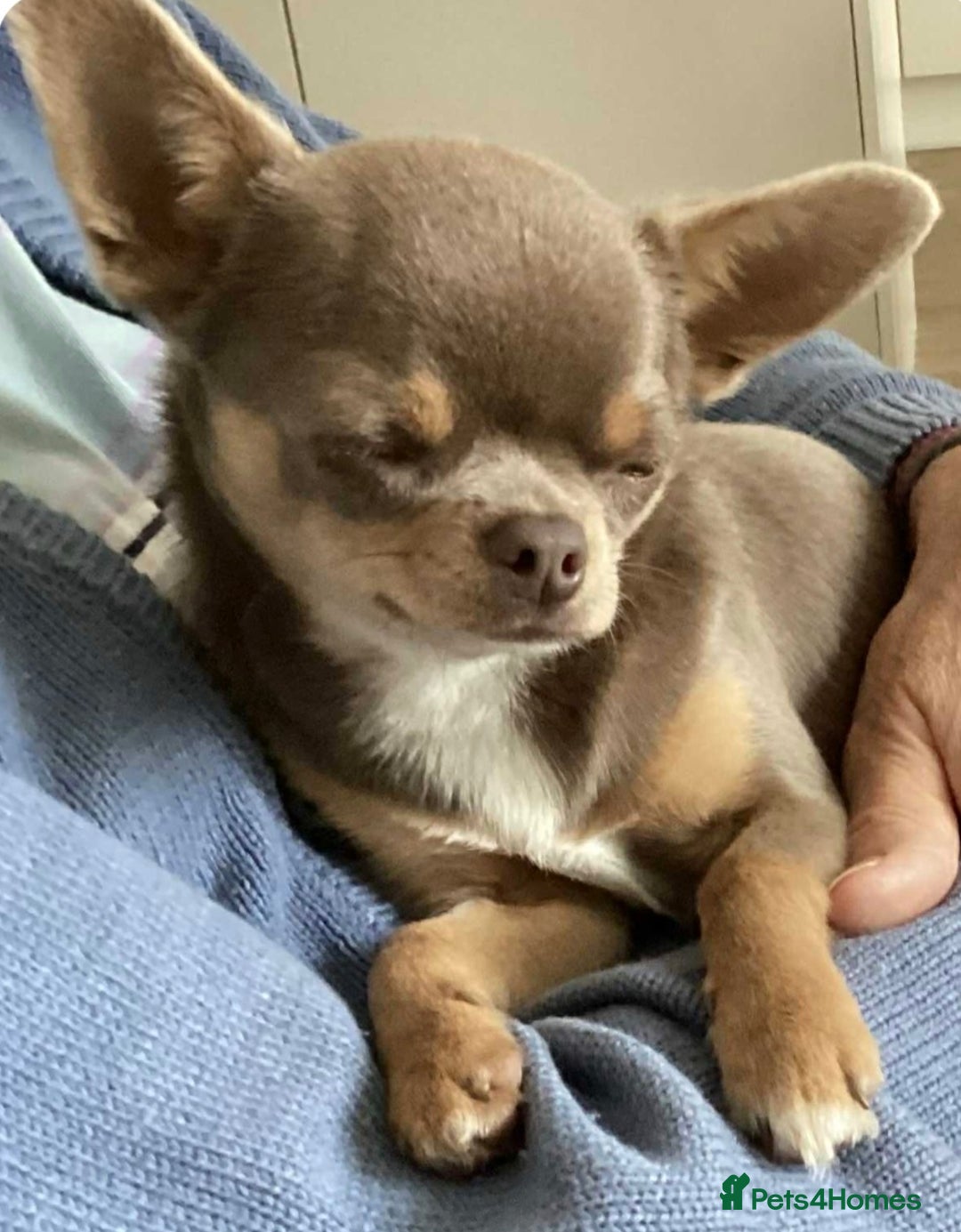 Chihuahua dogs for sale: Chihuahua Lilac & Tan Boy. - Image 2
