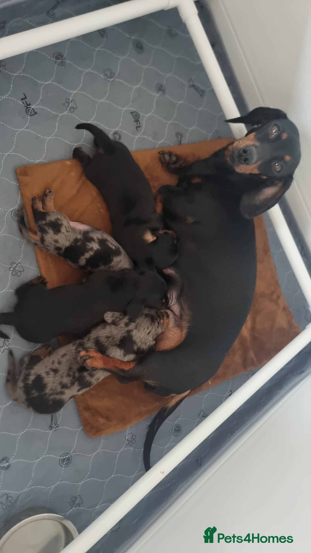 Miniature Dachshund dogs for sale: Stunning KC Health Tested Miniature Dachshunds - Image 2