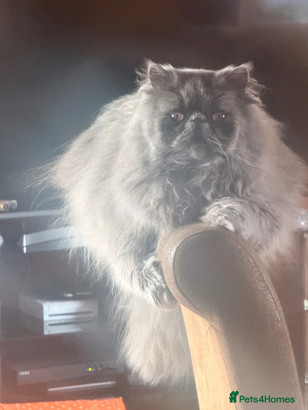 Persian cats for sale: 2 beautiful full bread Persian cats 1 year old - Advert 2