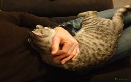 British Shorthair cats for sale: Silver Tabby  - Image 2
