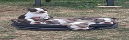 Boston Terrier dogs for sale: Beautiful Bostons 🌸 - Advert 2