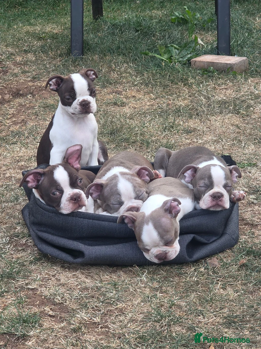Boston Terrier dogs for sale: Beautiful Bostons 🌸 - Advert 2