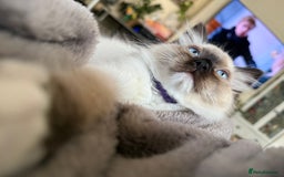 Ragdoll cats for sale: Beautiful Ragdol babies ready to leave  - Image 27