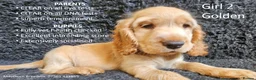 Cocker Spaniel dogs for sale: Pure Bred Show Cockers - KC Reg, Health Checked - Advert 2