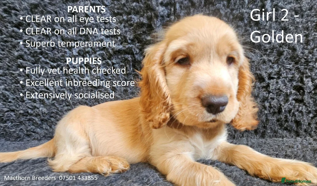 Cocker Spaniel dogs for sale: Pure Bred Show Cockers - KC Reg, Health Checked - Advert 2