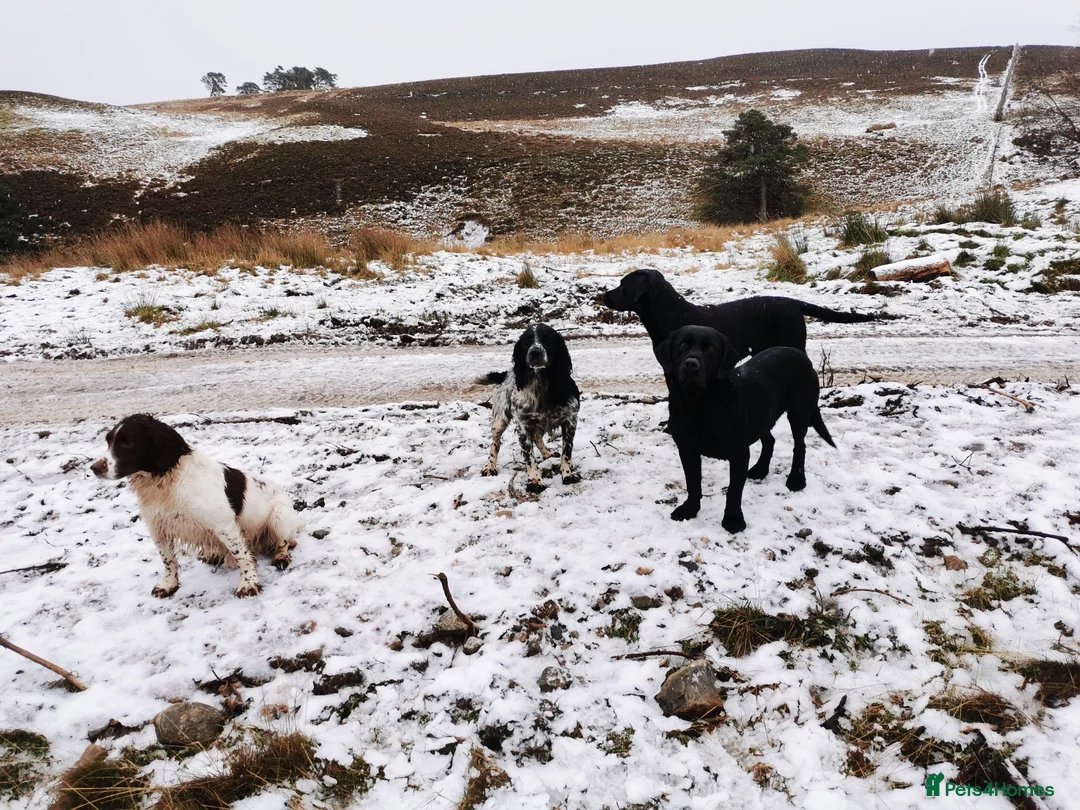 English Springer Spaniel dogs for stud: English Springer Spaniel For Stud - Health Tested in Kirriemuir - Advert 14