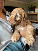 Cockapoo dogs - Advert 5