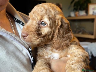 Cockapoo dogs - Advert 14