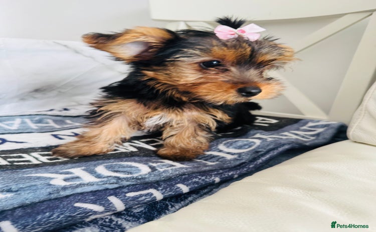 Yorkshire Terrier dogs - Advert 1