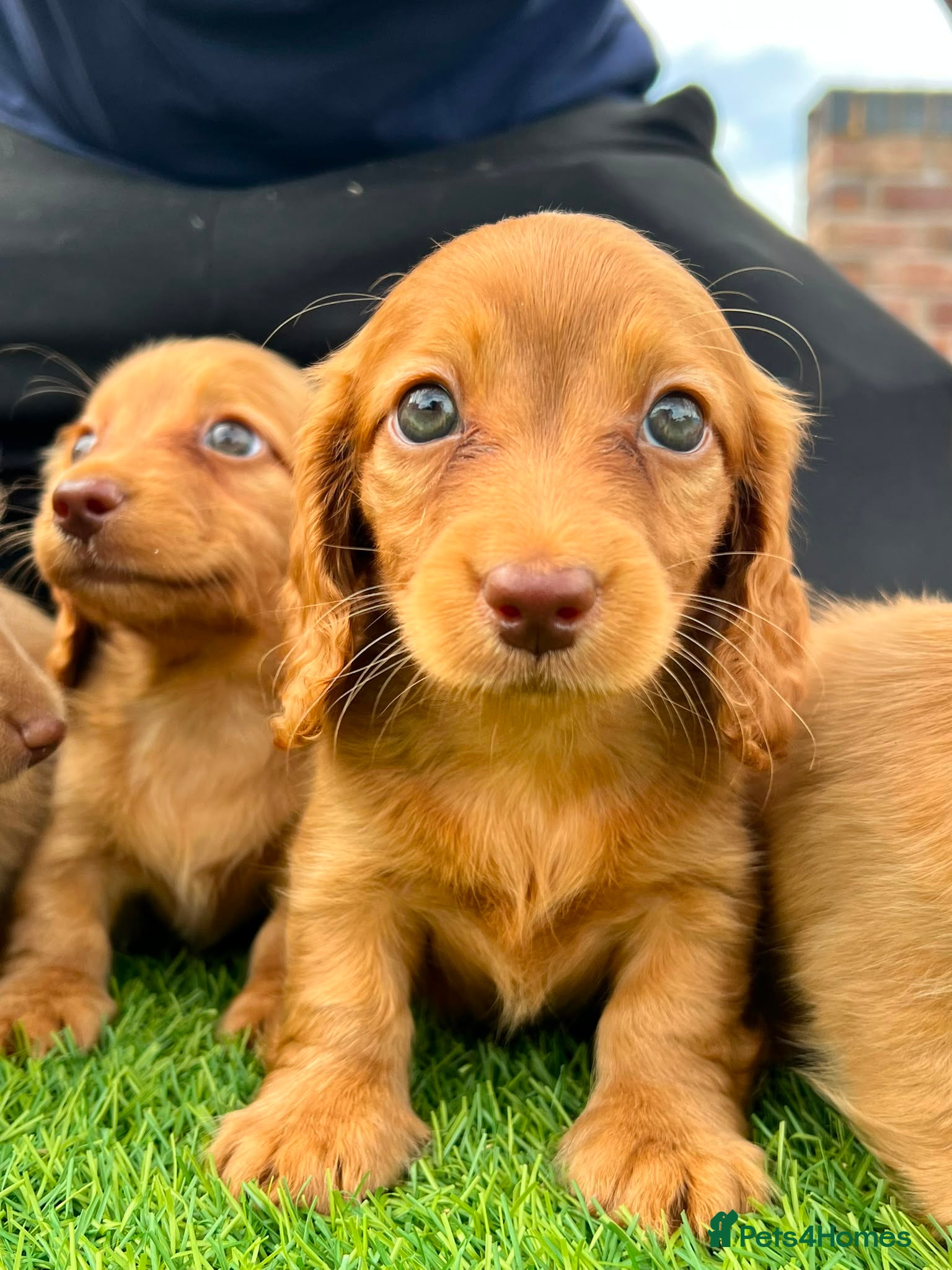 Miniature Dachshund dogs 1 beautiful long haired Miniature Dachshunds - Advert 1