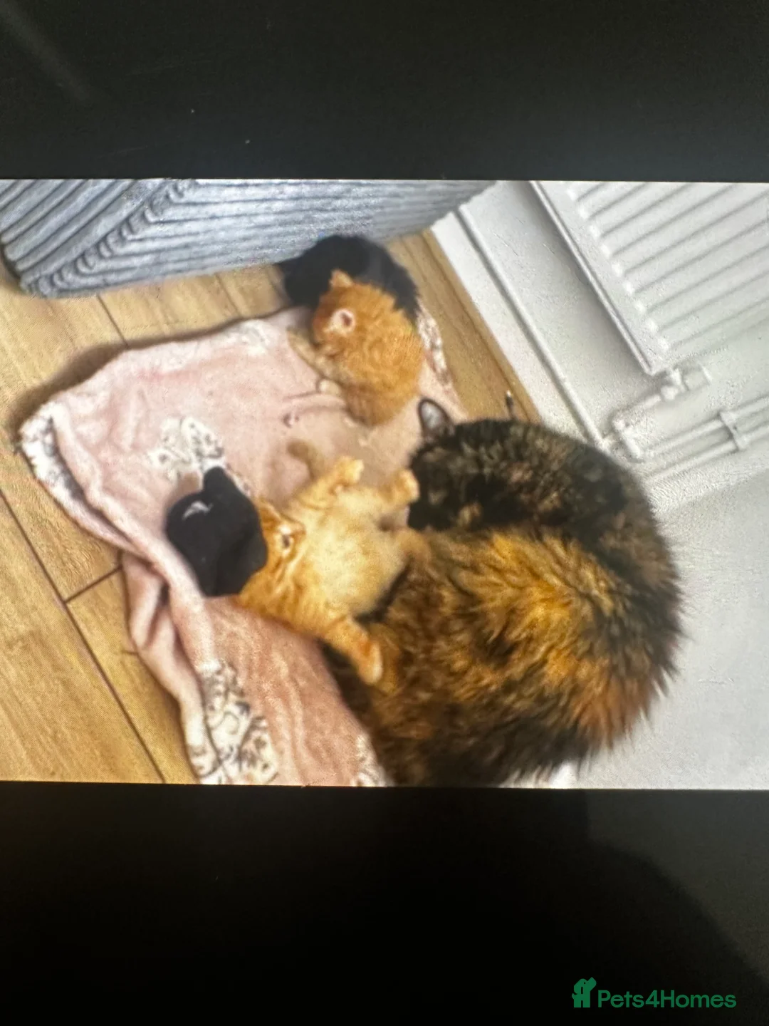 Mixed Breed cats for sale: Kittens  in Braintree - Advert 2