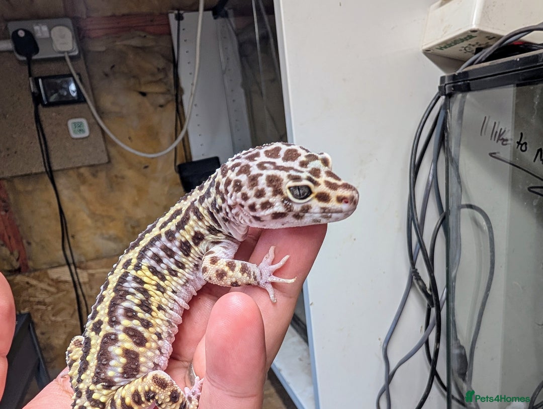 Leopard Gecko reptiles for sale: High end leopard geckos and red ackie monitor  - Image 10
