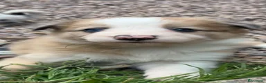 Border Collie 1