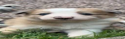 Border Collie dogs for sale: Beautiful border collie puppies - Advert 8