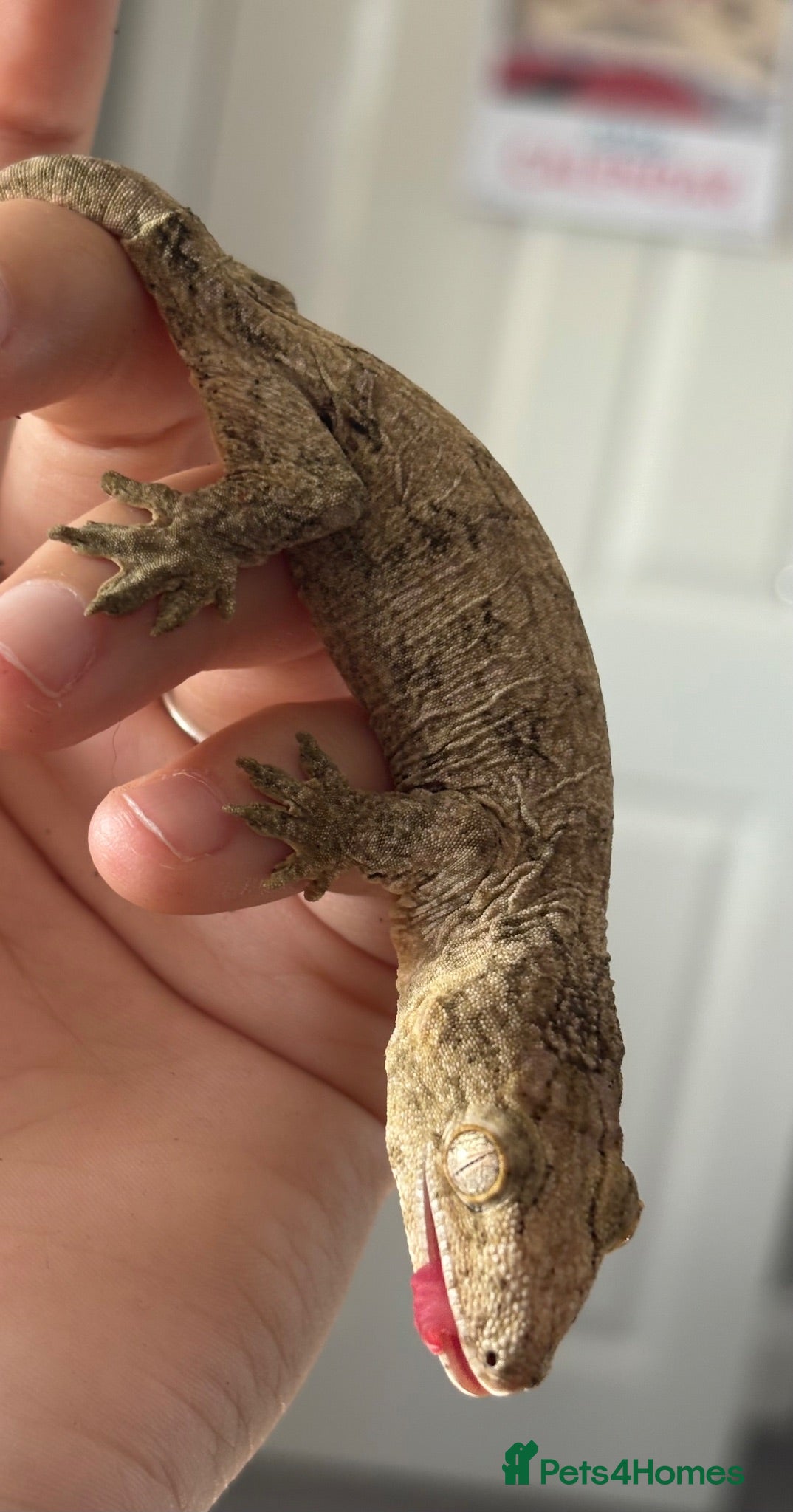 Gecko reptiles Baby Leachie Gecko - Advert 3