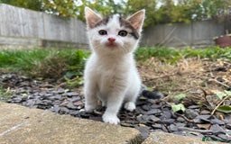 European cats for sale: Adorable Tuxedo Longhair Kittens  - Image 1