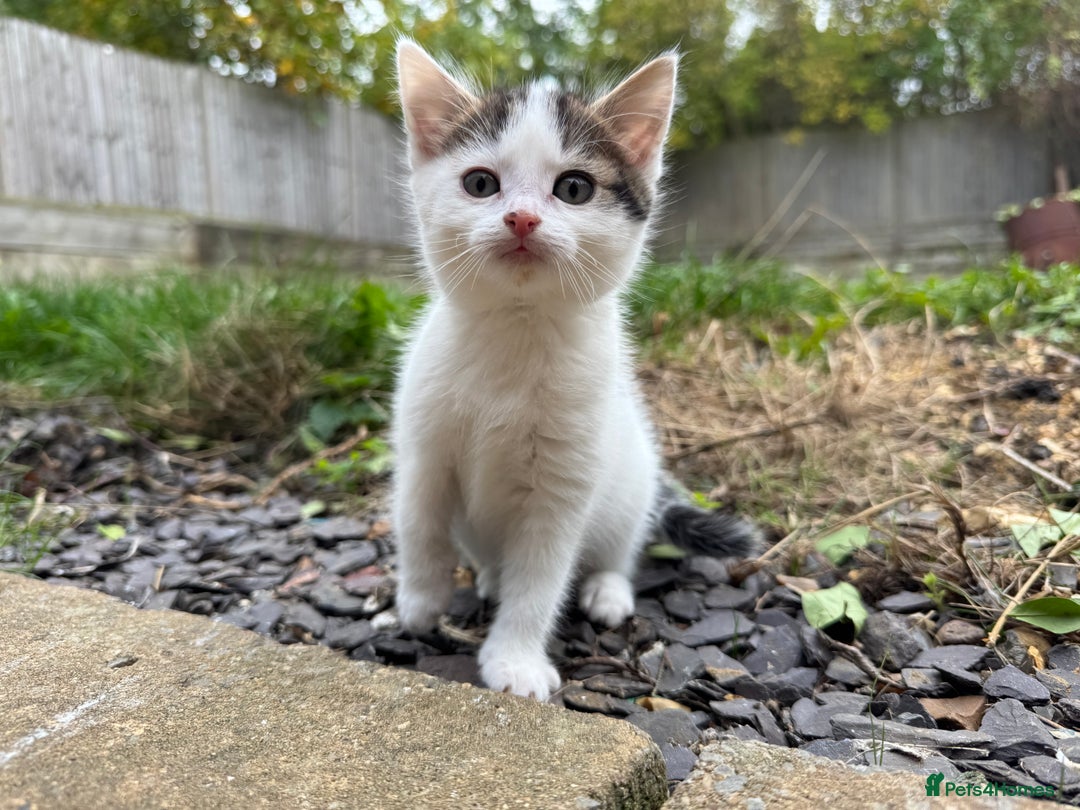 European cats for sale: Adorable Tuxedo Longhair Kittens  - Image 1