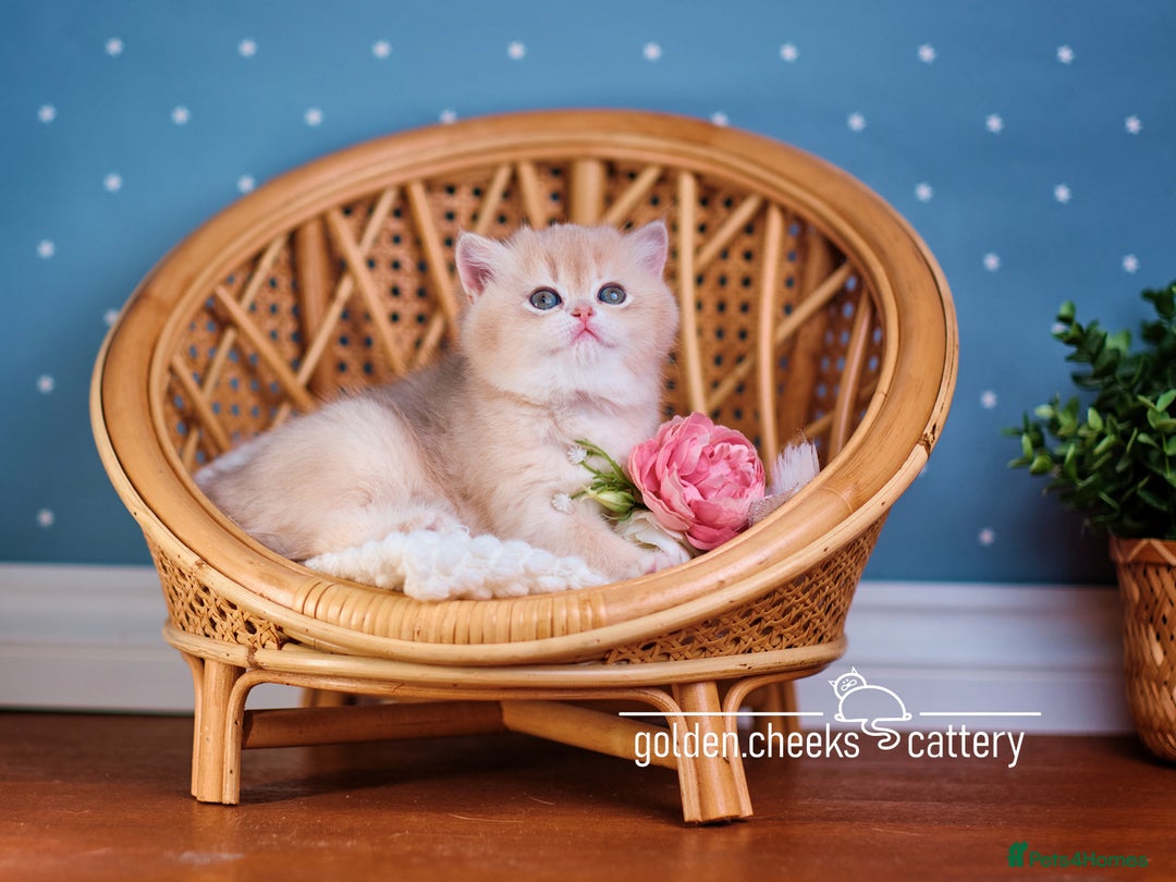 British Shorthair cats for sale: Show-Quality British Shorthair Kittens - Advert 10