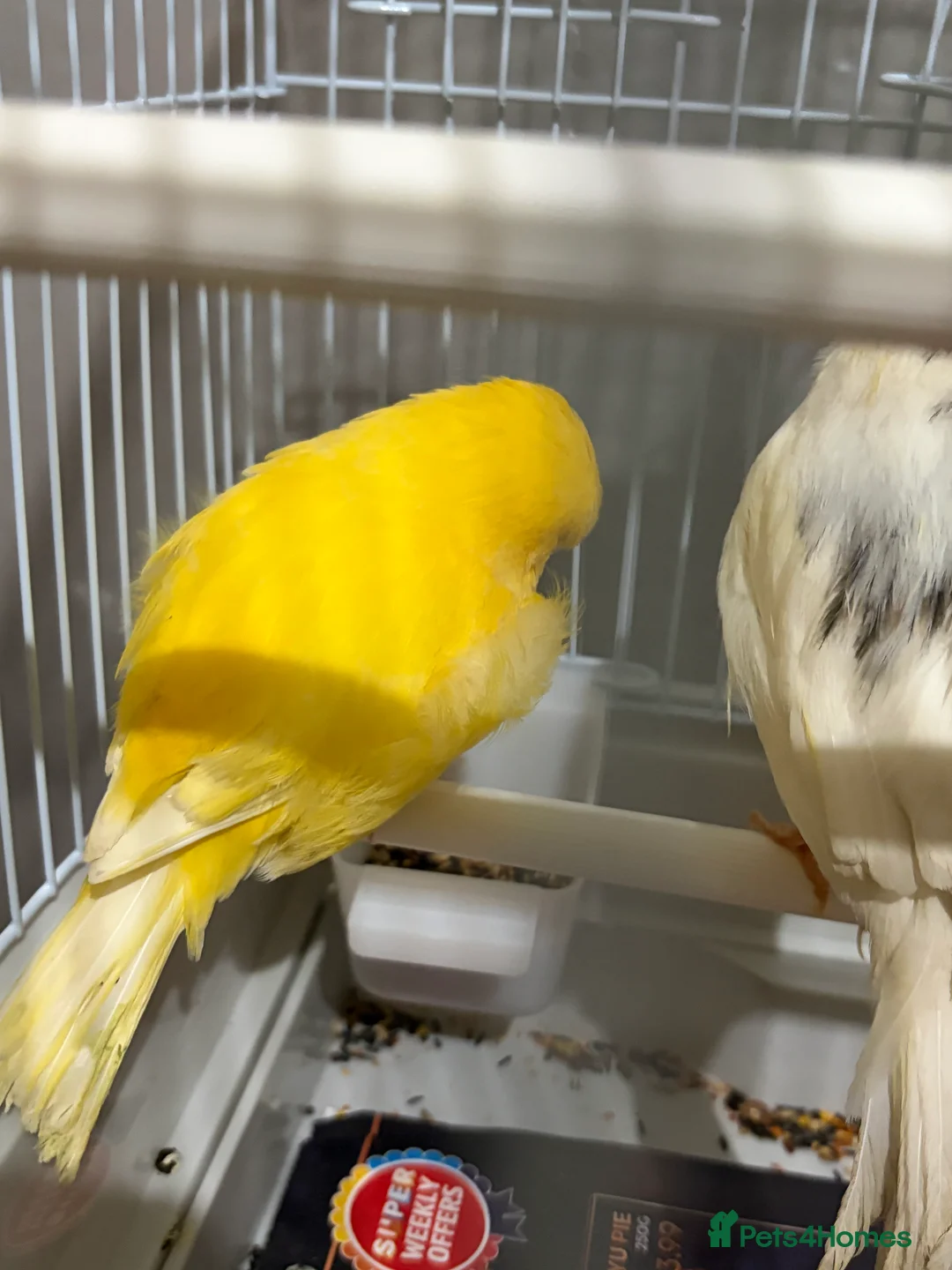 Canaries birds for sale: Mix selection of canaries Norwich/Border  - Advert 19