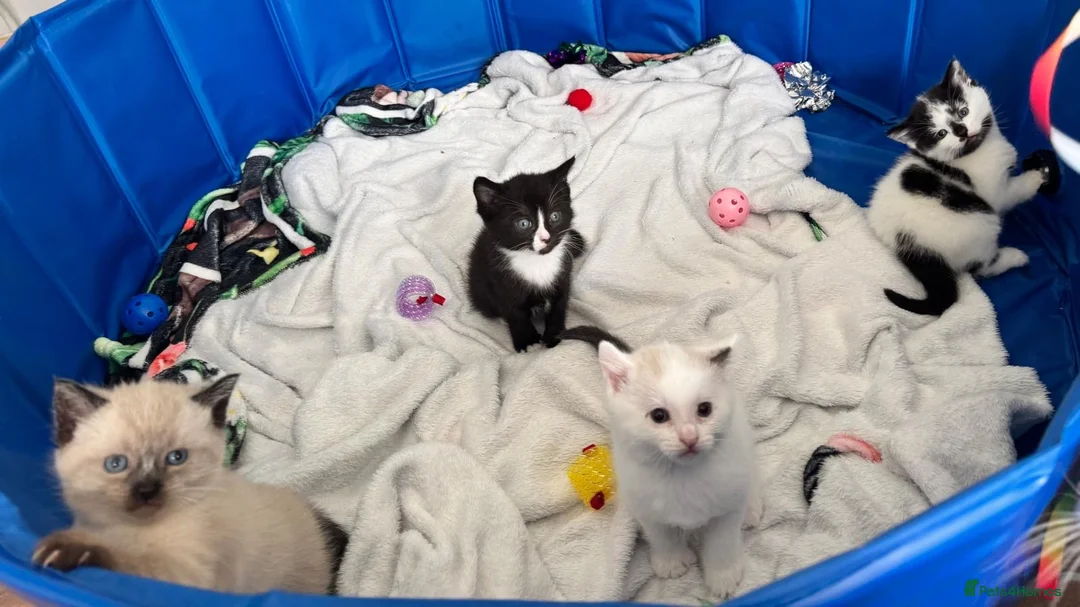Mixed Breed cats for sale: Beautiful kitten  - Advert 6