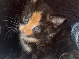 Mixed Breed cats Tabby - Torti - Blacks - Kittens want loving homes - Advert 6